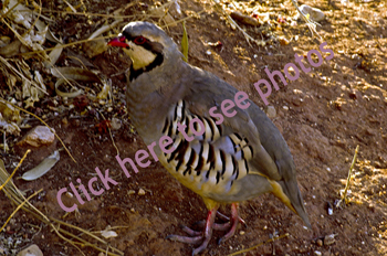 Photographs of Partridge